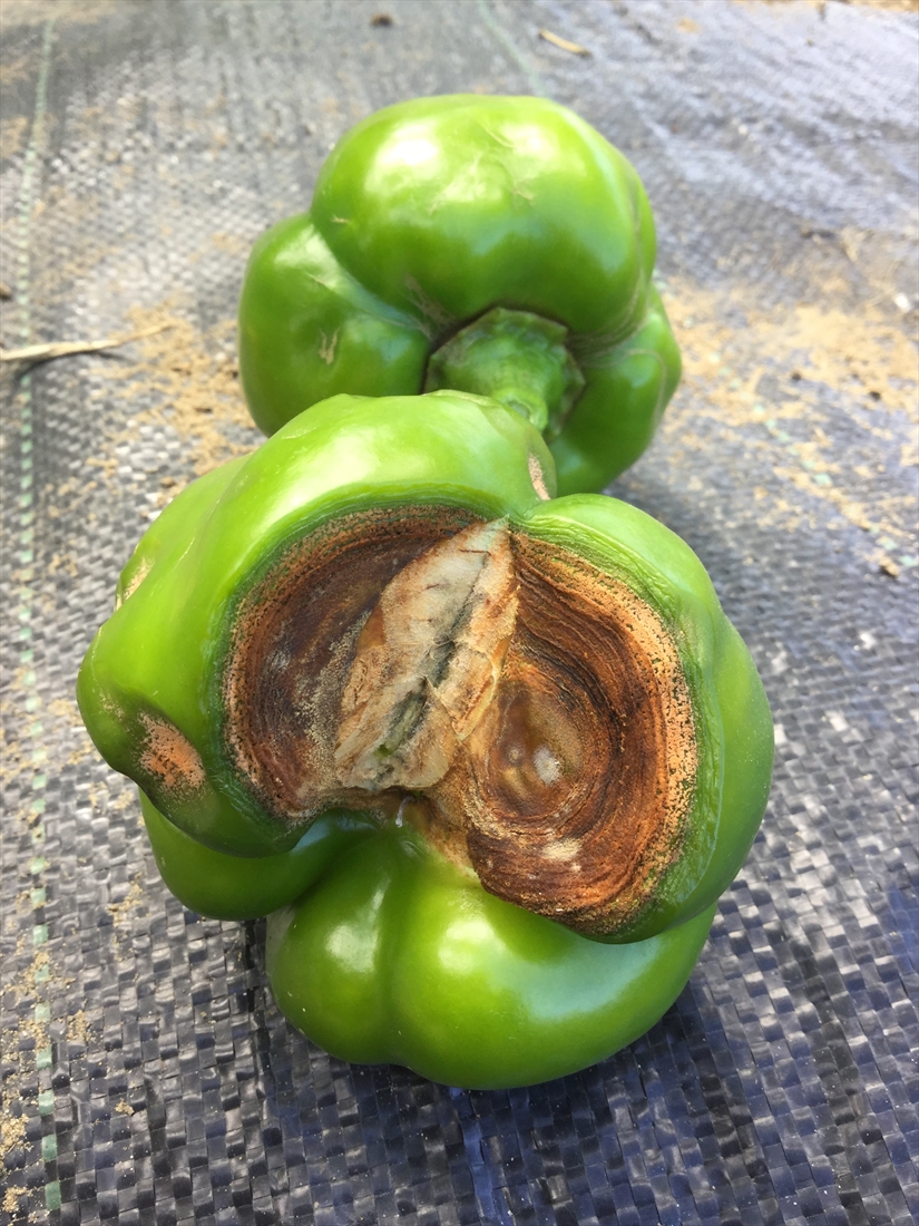 Anthracnose of Capsicum and Chilli