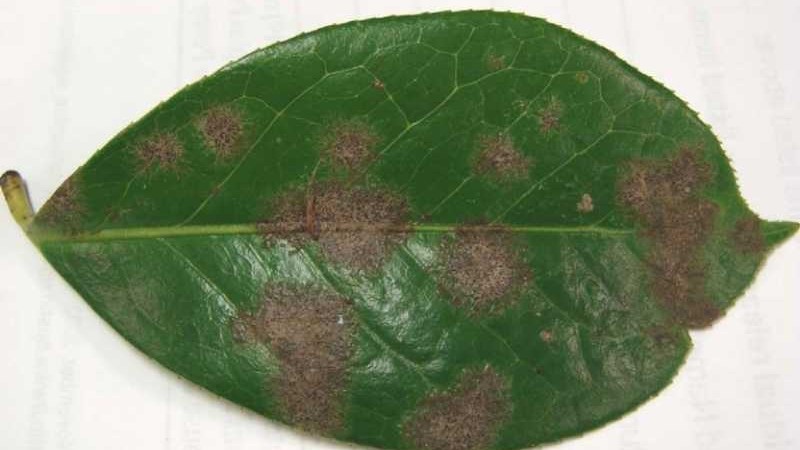 Red Rust of Tea