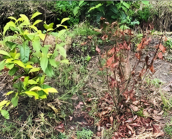 Tea Root Rot