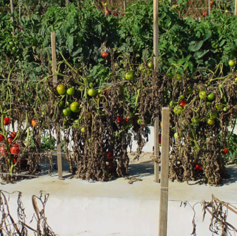 Bacterial Wilt