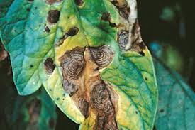 Early Blight of Potato and Tomato