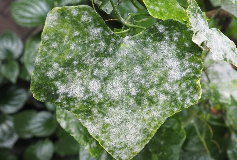 Powdery Mildew of all vegetables