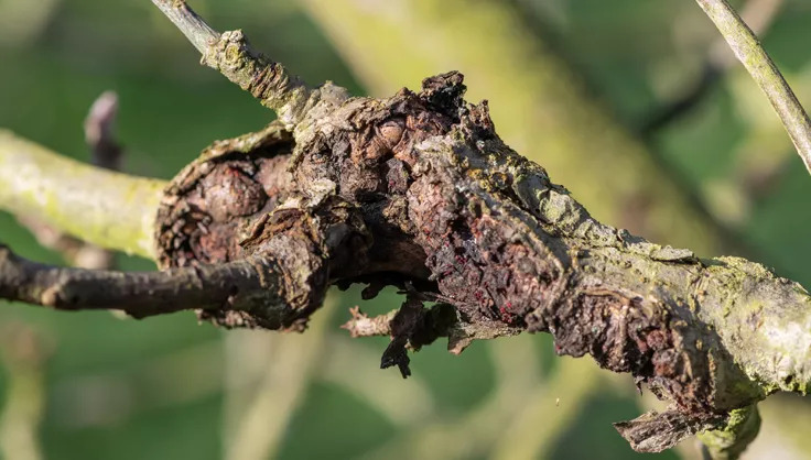 Tea Stem Canker