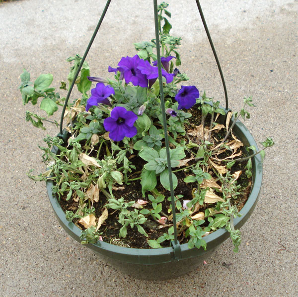 Root Rot of Petunia