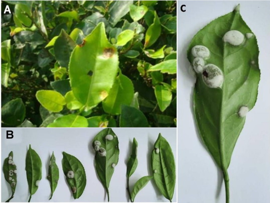 Tea Blister Blight